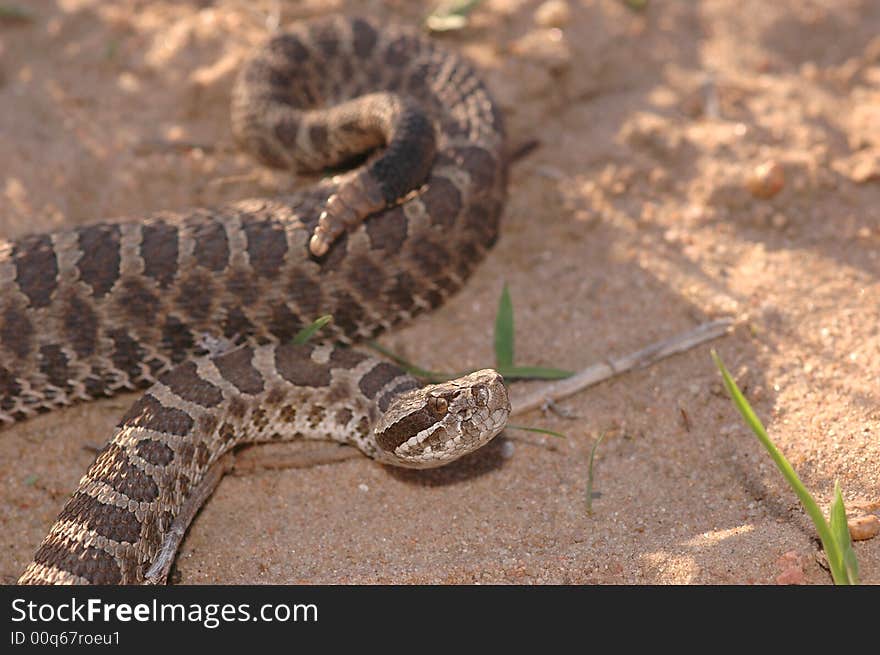 A western Massasauga rattlesnake from central Kansas. A western Massasauga rattlesnake from central Kansas.