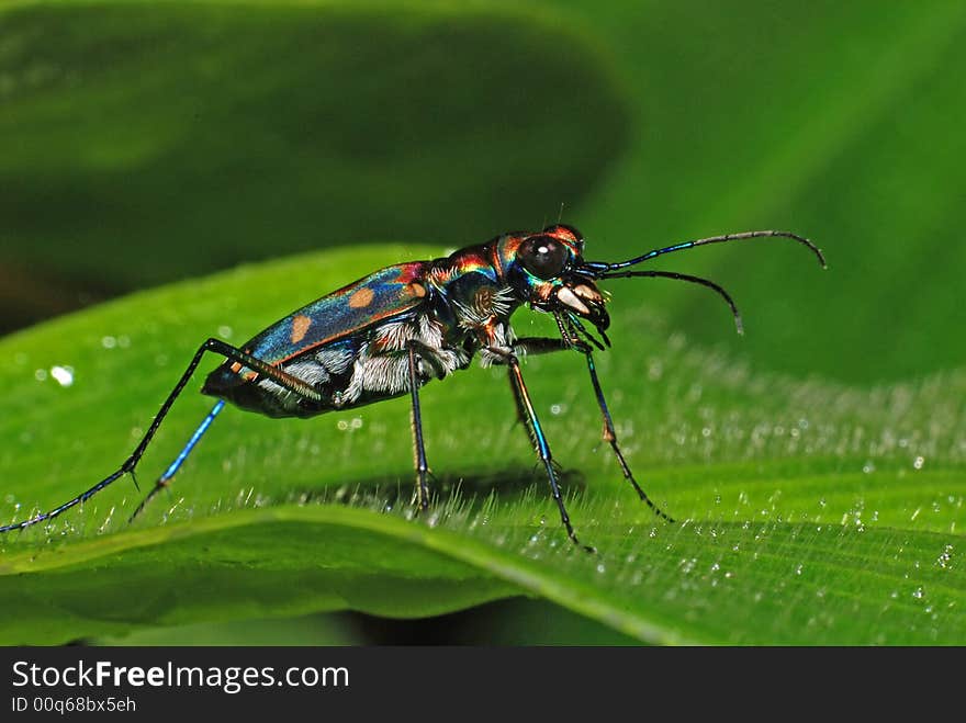 Colorful insect in the park