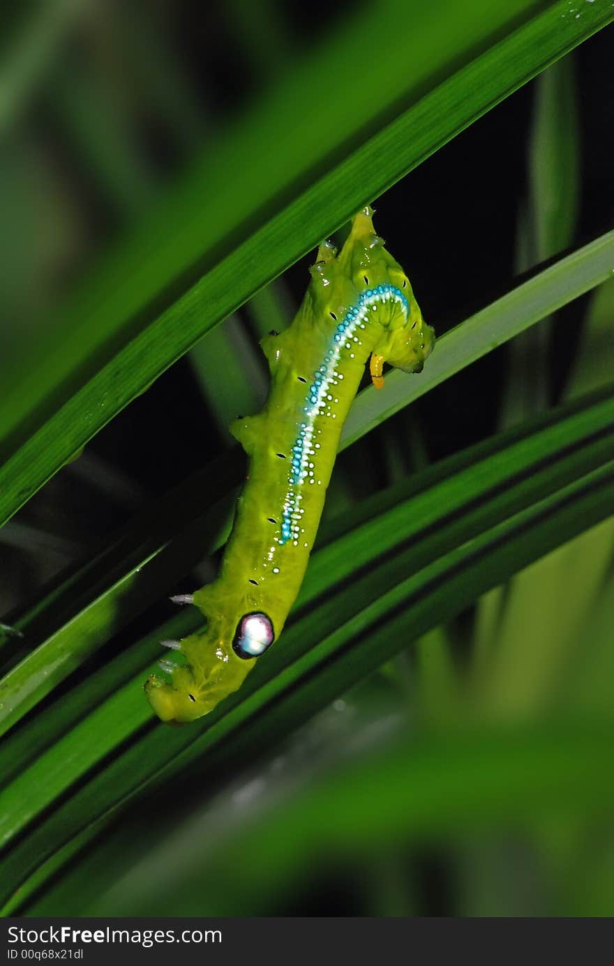 Caterpillar And Leaf In The Garden