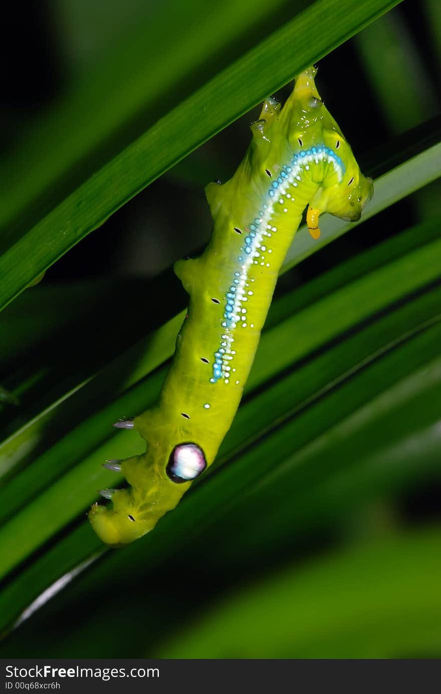 Caterpillar And Leaf In The Garden