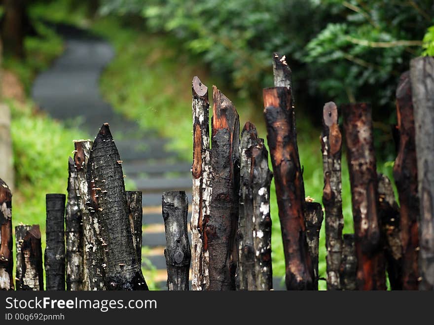 Wooden fence and plant in the garden