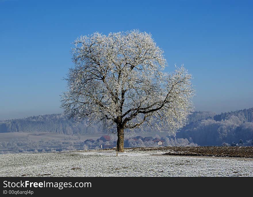 Tree in the Swiss Countryside covered with frost. Tree in the Swiss Countryside covered with frost.