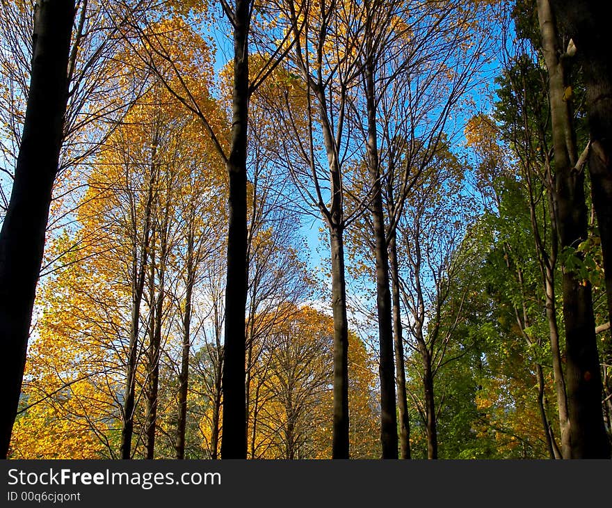 Colorful leave and autumn forest green red. Colorful leave and autumn forest green red