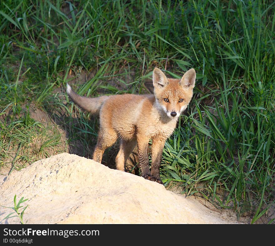 Red Fox ( Vulpes Vulpes )