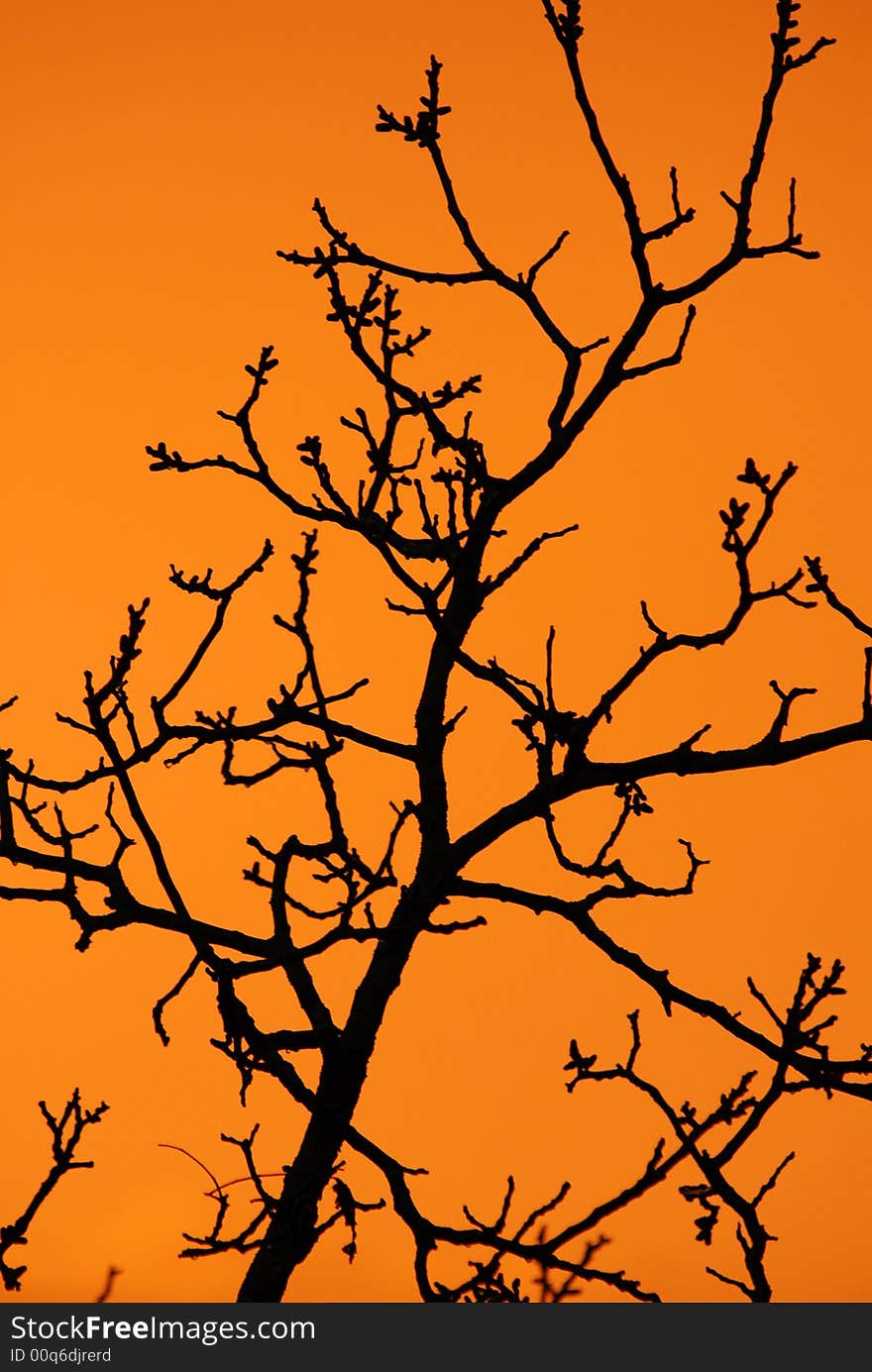 Orange Tree