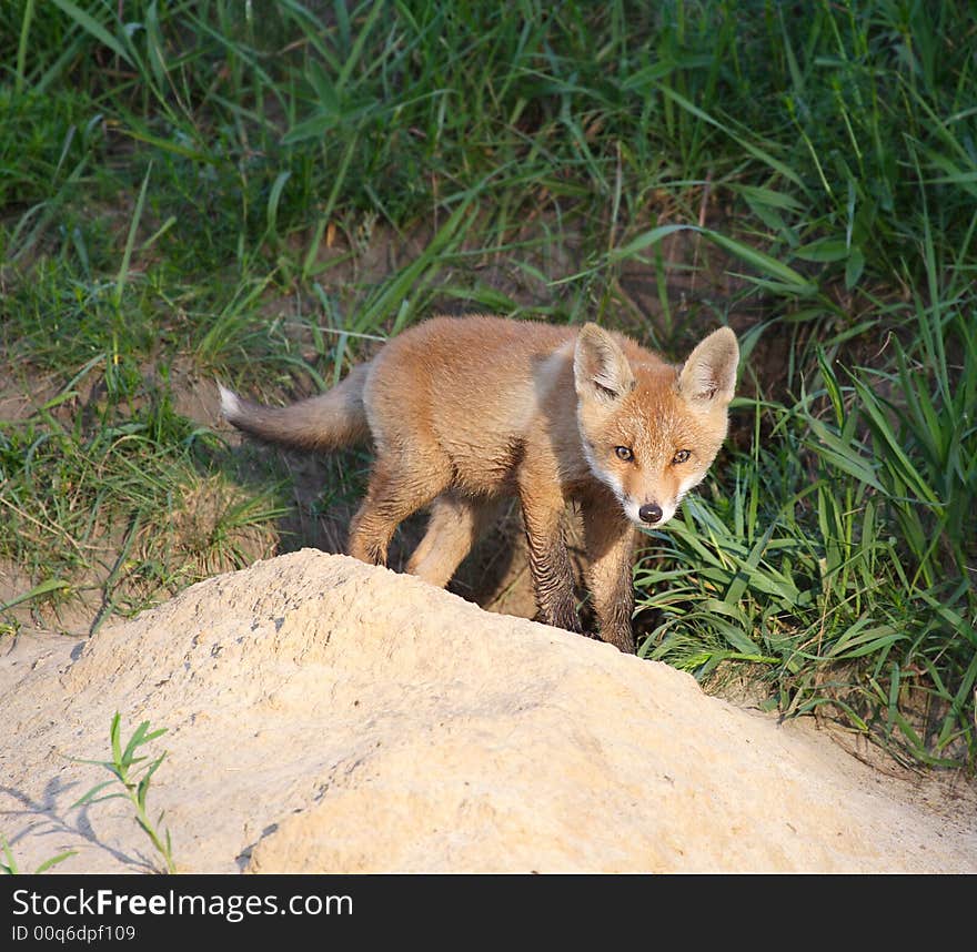 Red Fox ( Vulpes vulpes )