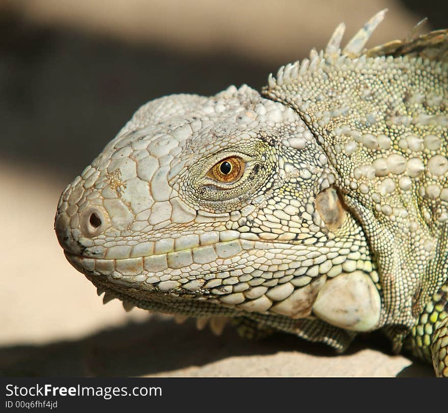 Head of iguana on a blurred background. Shallow depth of field with the eye in focus.