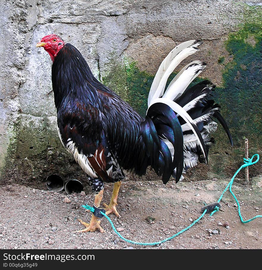 Rooster tied up in granada nicaragua