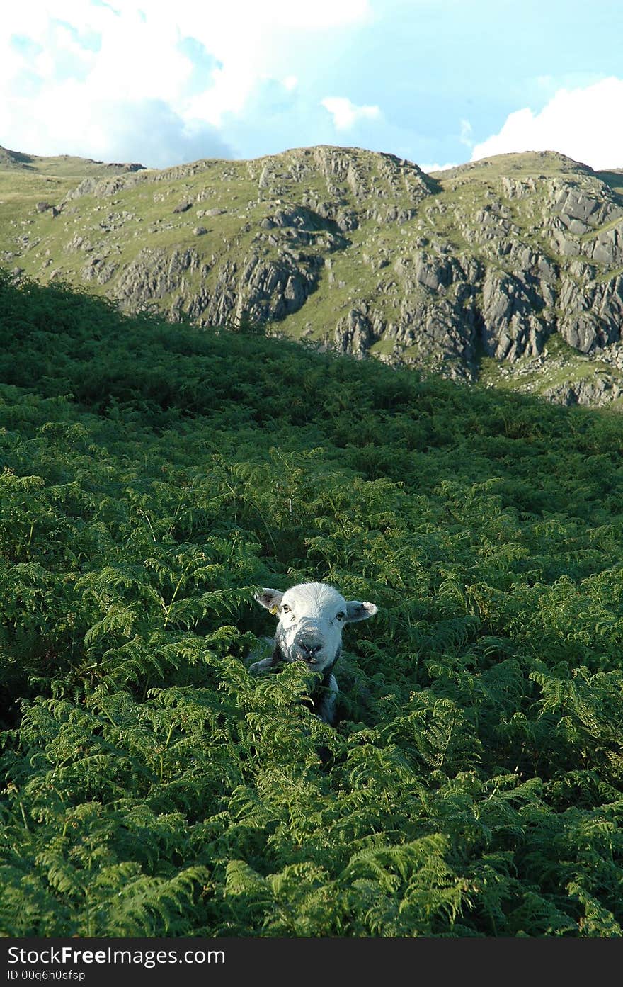 The Sheep In The Bracken