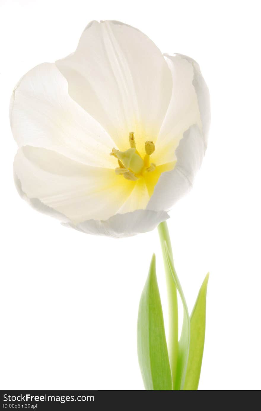 Close up image of white tulip