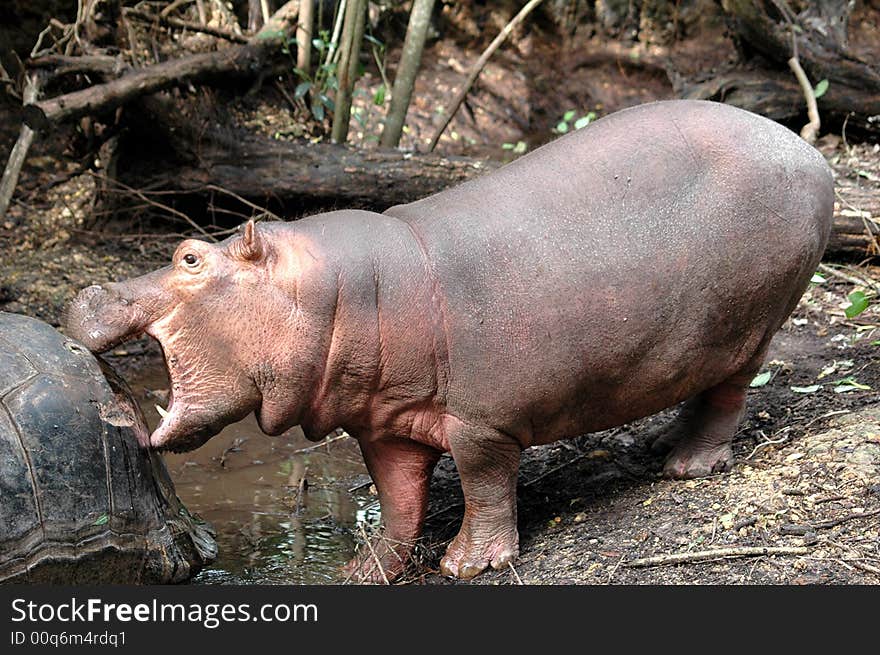 Owen biting Mzee's behind. Owen biting Mzee's behind