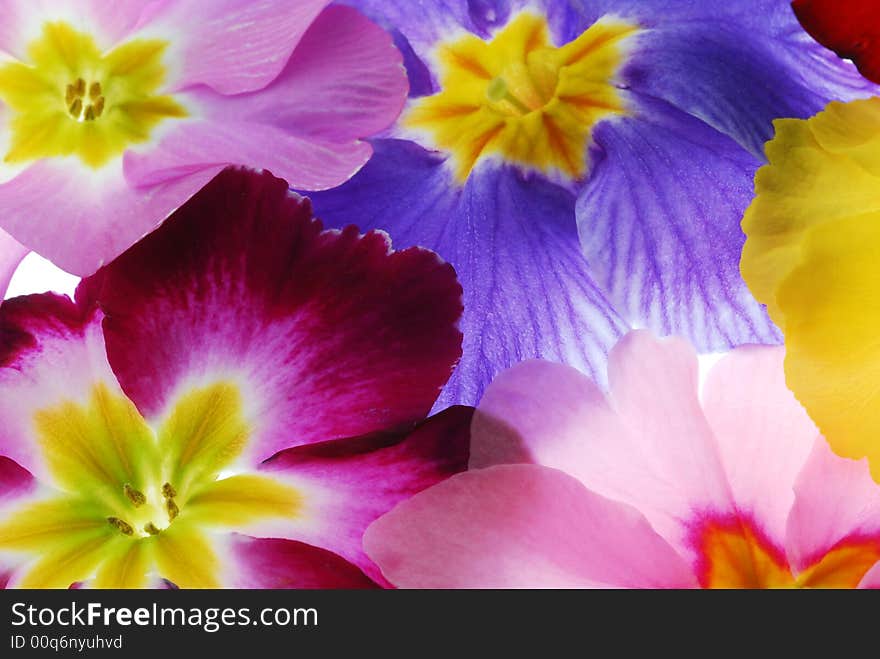 Transparent colorful flowers on light box. Transparent colorful flowers on light box