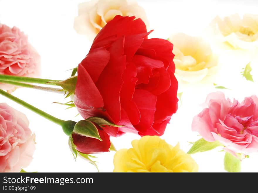 Rose flowers on white background