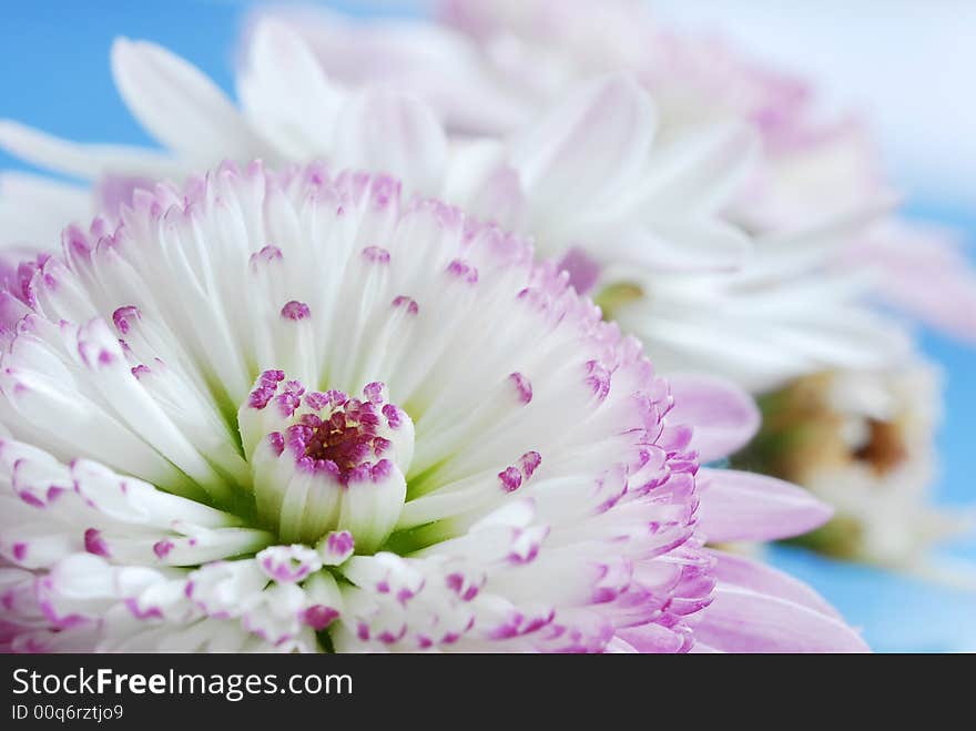 Pink flower