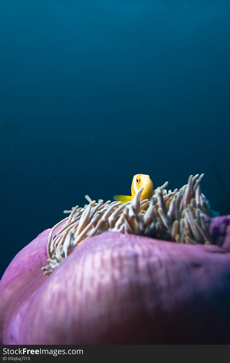 Underwater Anemone With Clown Fish