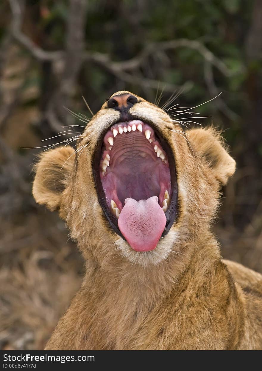 Lion Yawn