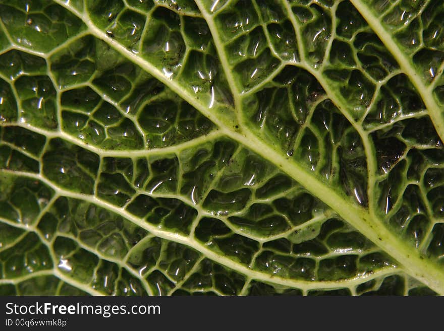 Detail of a wet cabbage leaf