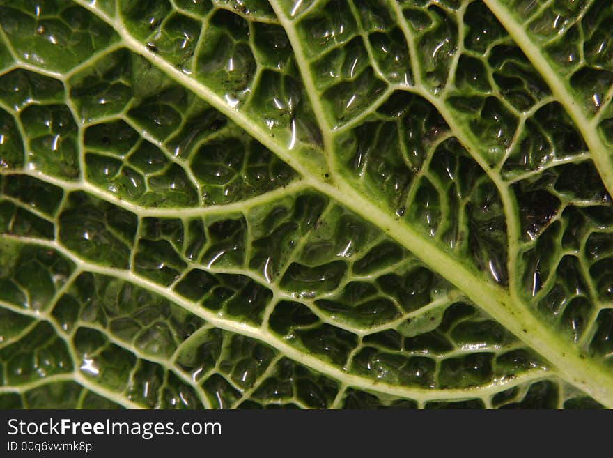 Detail of a cabbage leaf