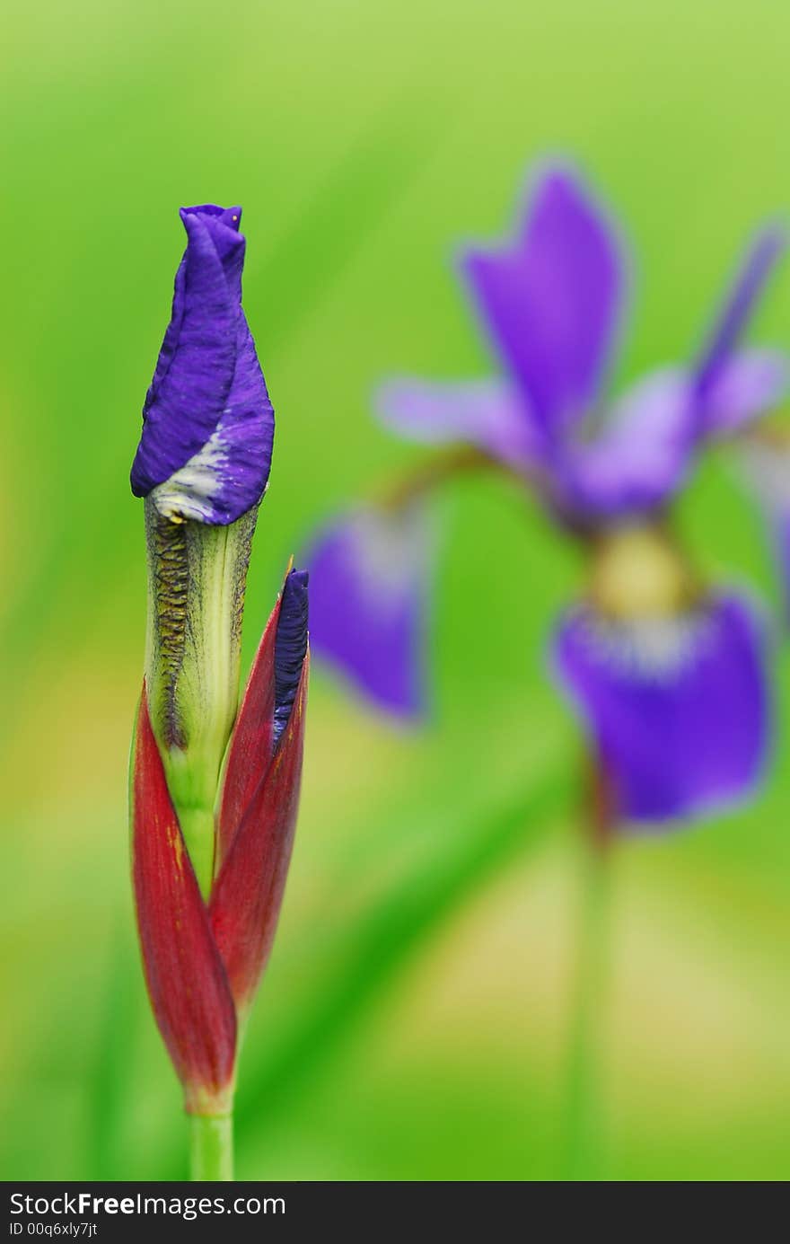 Beautiful Iris bud in flowerbed