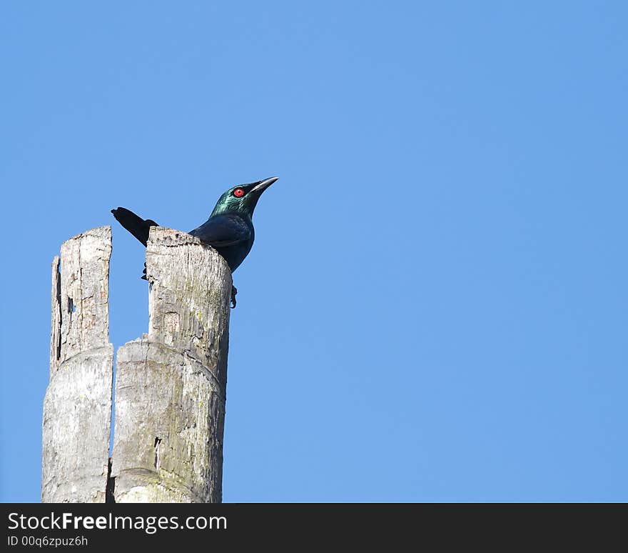 Red-eyed Black Bird