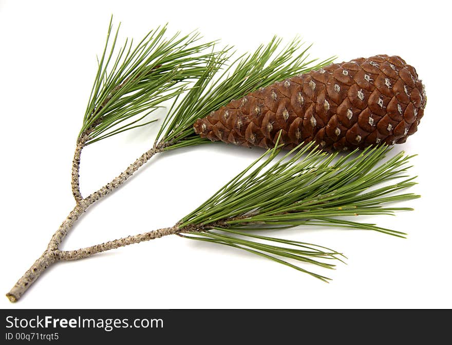 Pinecone forest with its corresponding sheet. Pinecone forest with its corresponding sheet