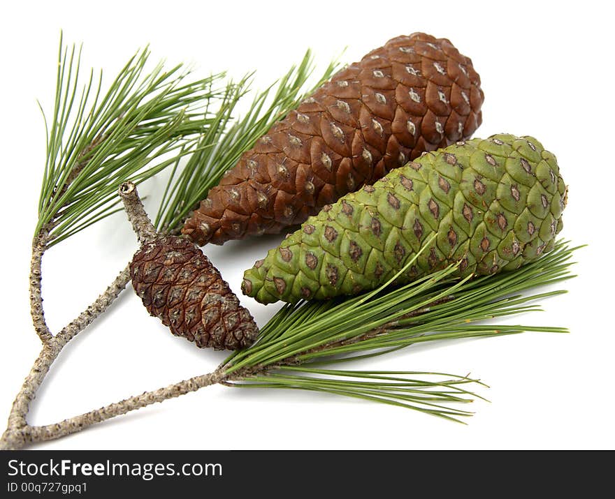 Pinecones forest with its corresponding sheet. Pinecones forest with its corresponding sheet