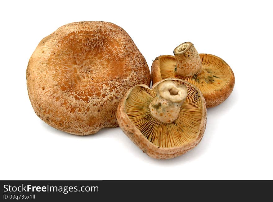 Forest mushroom isolated in white background. Forest mushroom isolated in white background