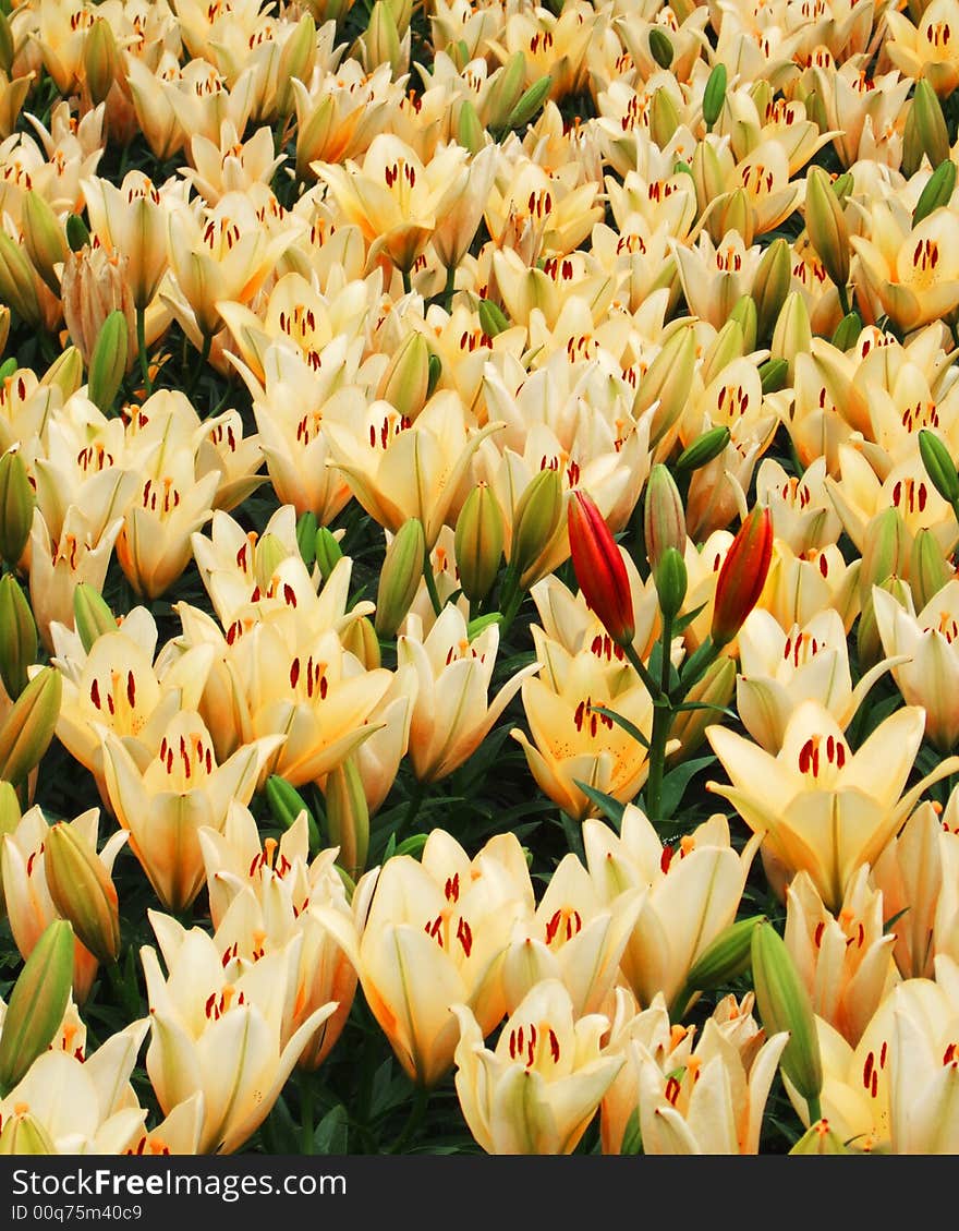 Flower and Bud in Shenyang International Horticultural Exposition, 2006