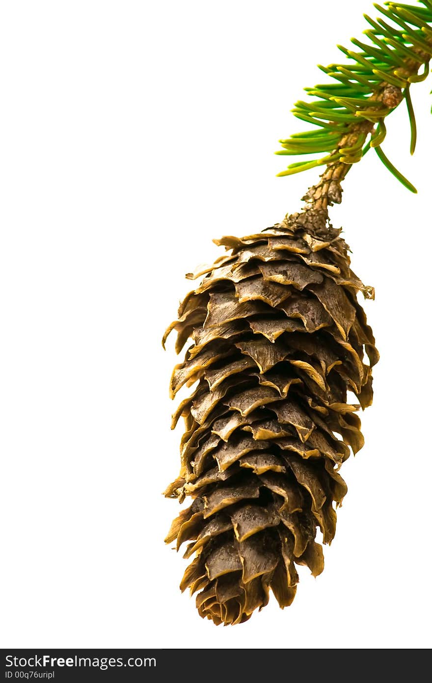 Fir-cone