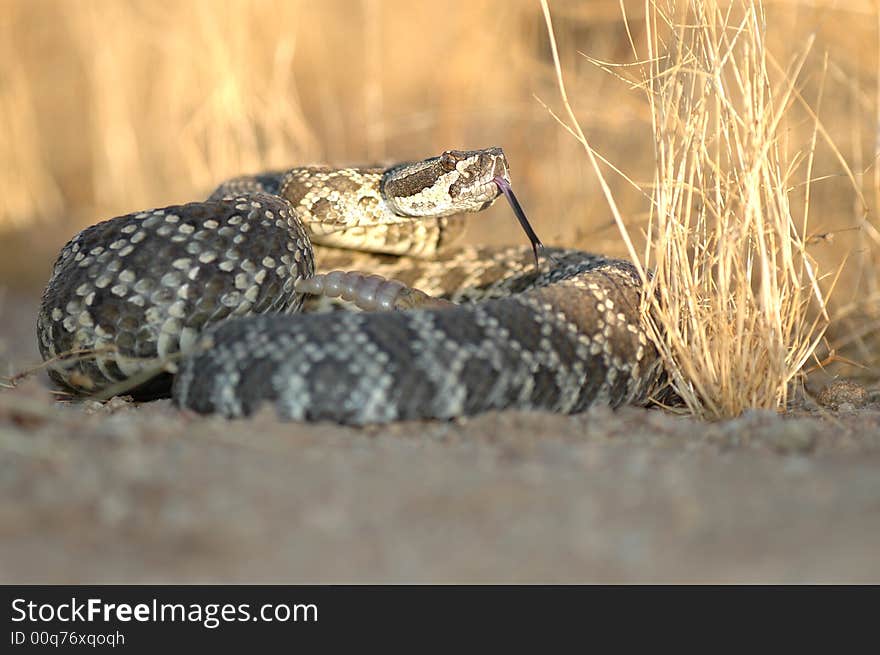 A southern pacific rattlesnake sitting partially in the shade and partially in the sun during a California sunset.