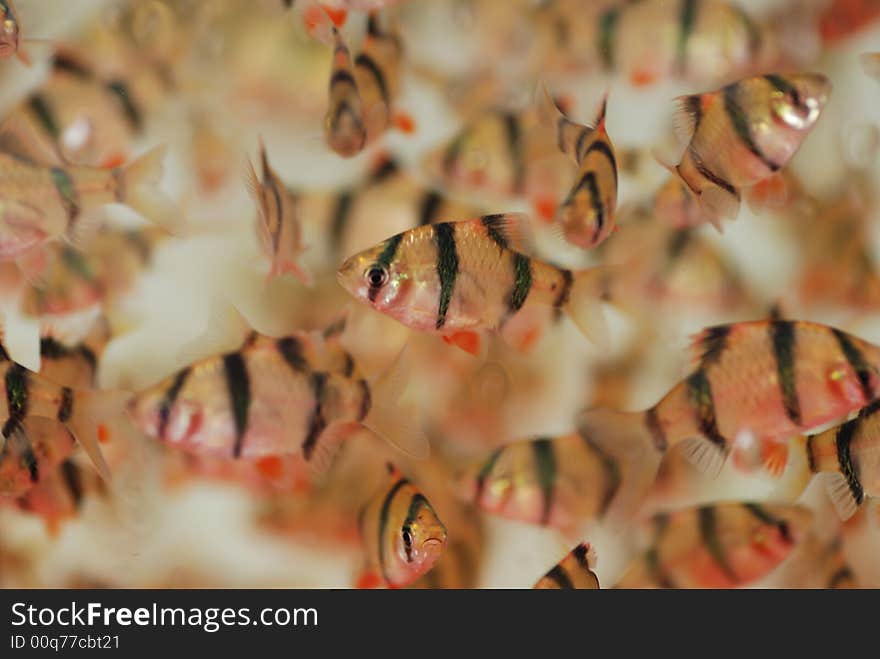 A swarm of tropical fish