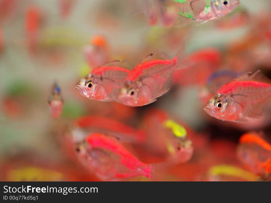 A swarm of crystal tropical fish swimming careless in the water. A swarm of crystal tropical fish swimming careless in the water