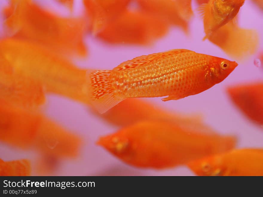 Tropical ornamental fish