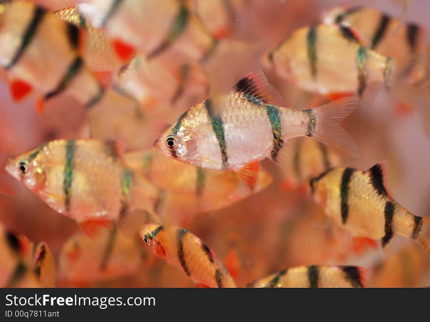 a swarm of tropical fish swimming carelessly in the water. a swarm of tropical fish swimming carelessly in the water