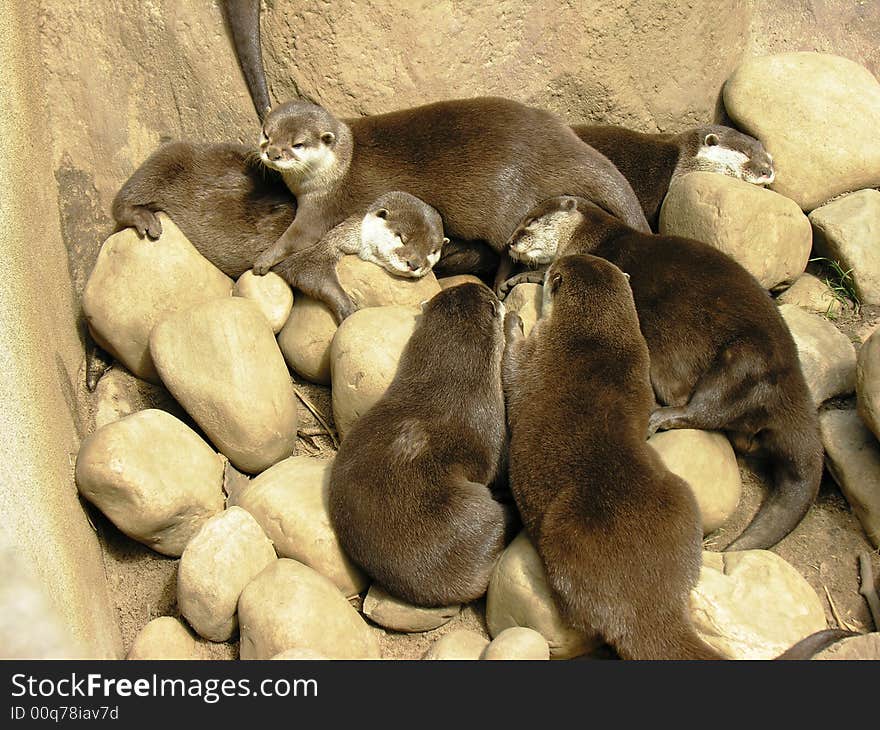 Otters Sleeping