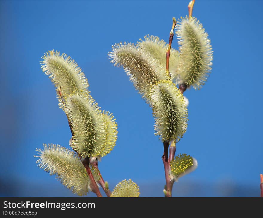 The tiny buds in front of the blue sky