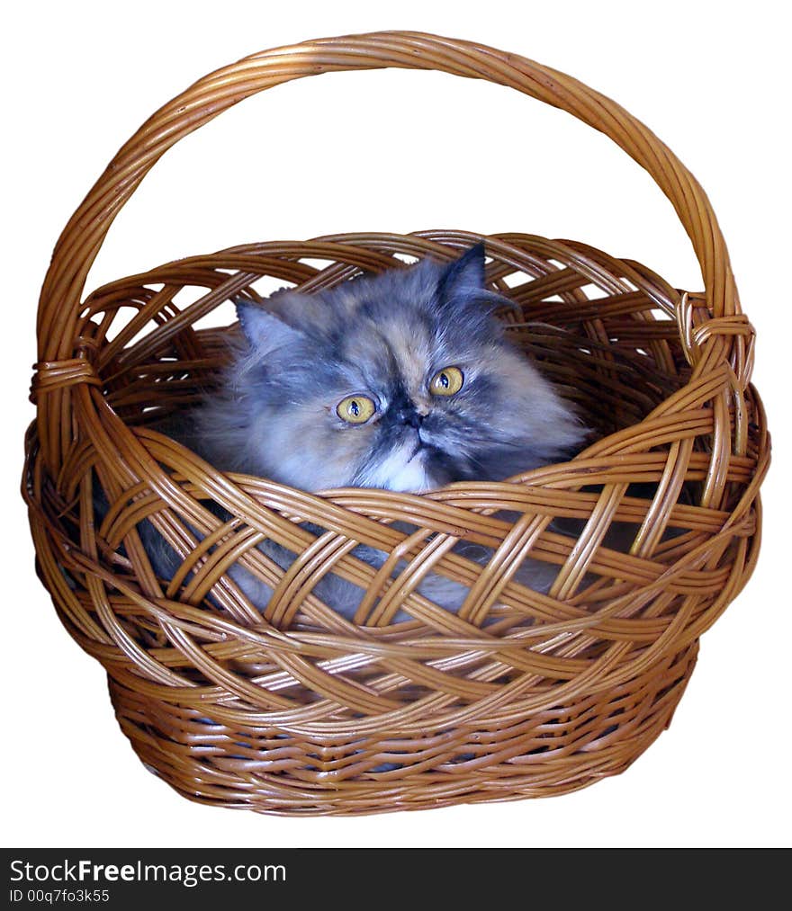 Persian tomcat hid in the basket. To it it is there convenient and it is reliable. Smoke-colored kitten looks and controls those surrounding. He thinks that it it is not evident. Persian tomcat hid in the basket. To it it is there convenient and it is reliable. Smoke-colored kitten looks and controls those surrounding. He thinks that it it is not evident.