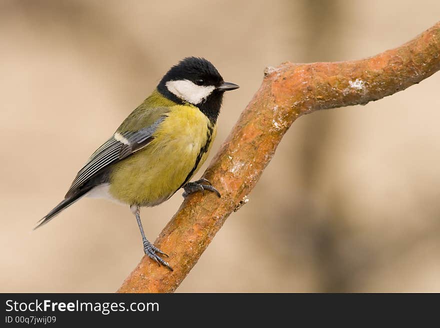 Great Tit (aka Parus Major) On Winter Day