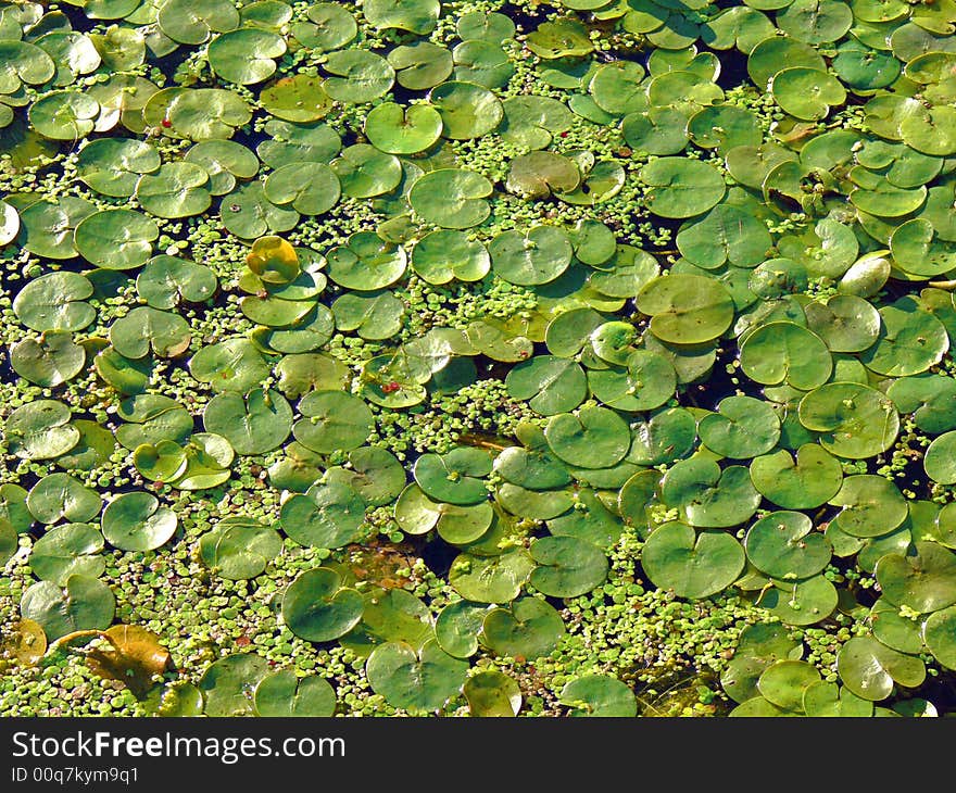 Green leaves on a water surface