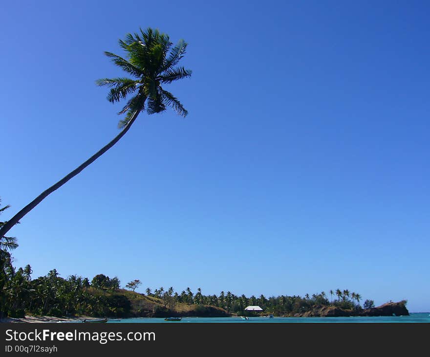 Coconut tree