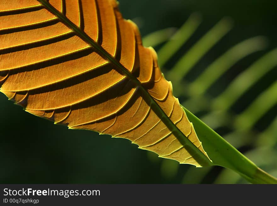 Abstract Orange Leaf