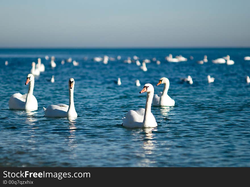 Four snow white swans in a group looking around. Four snow white swans in a group looking around