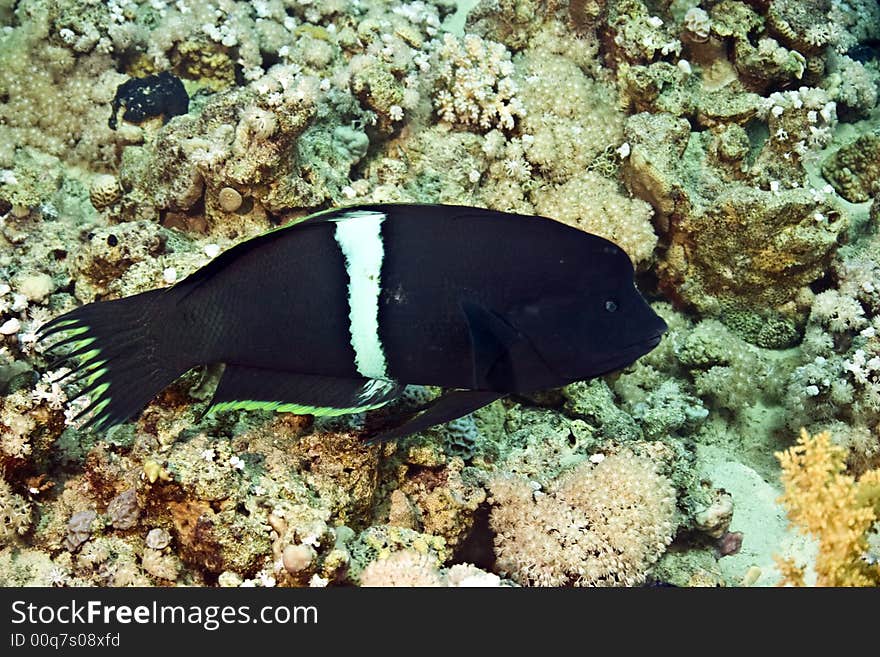 Clown coris (coris aygula) taken at sofitel house reef