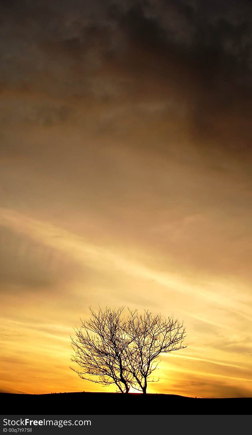 Tree and sunset in the background. Tree and sunset in the background