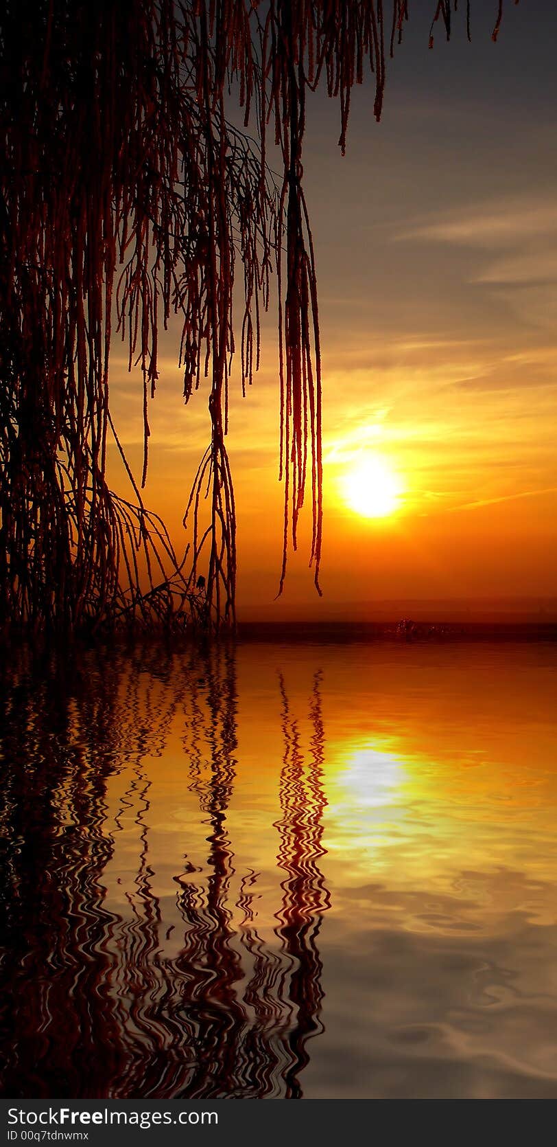 Tree reflecting in water at sunset. Tree reflecting in water at sunset