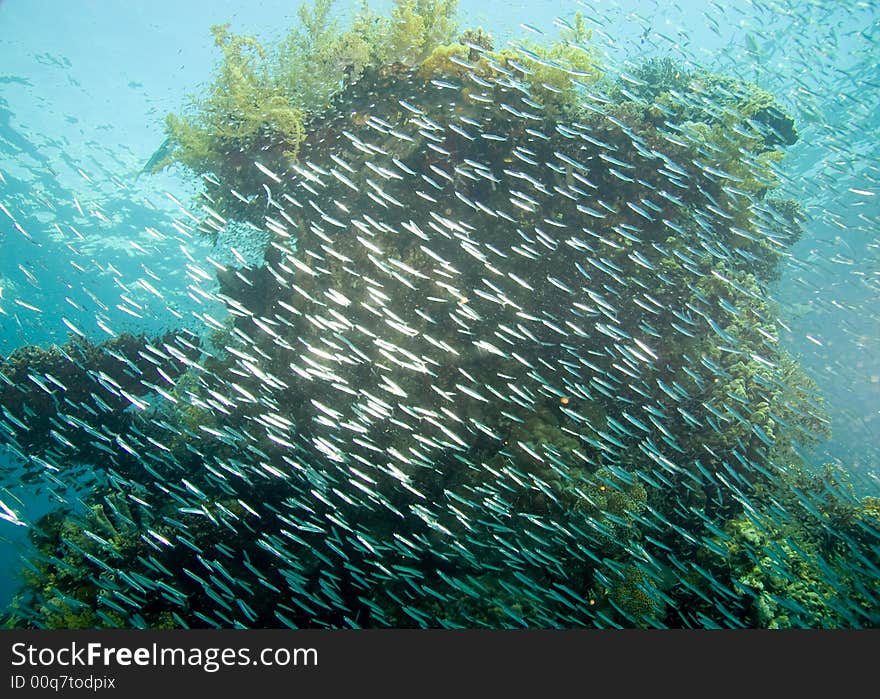 Coral pinnacle and a cloud of glassfish. Coral pinnacle and a cloud of glassfish