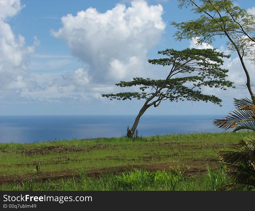 Tree, cloud, and ocean along coast of the Big Island. Tree, cloud, and ocean along coast of the Big Island.