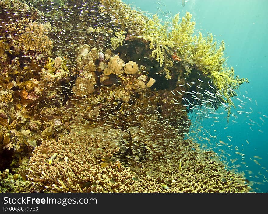 Coral pinnacle and a cloud of glassfish. Coral pinnacle and a cloud of glassfish