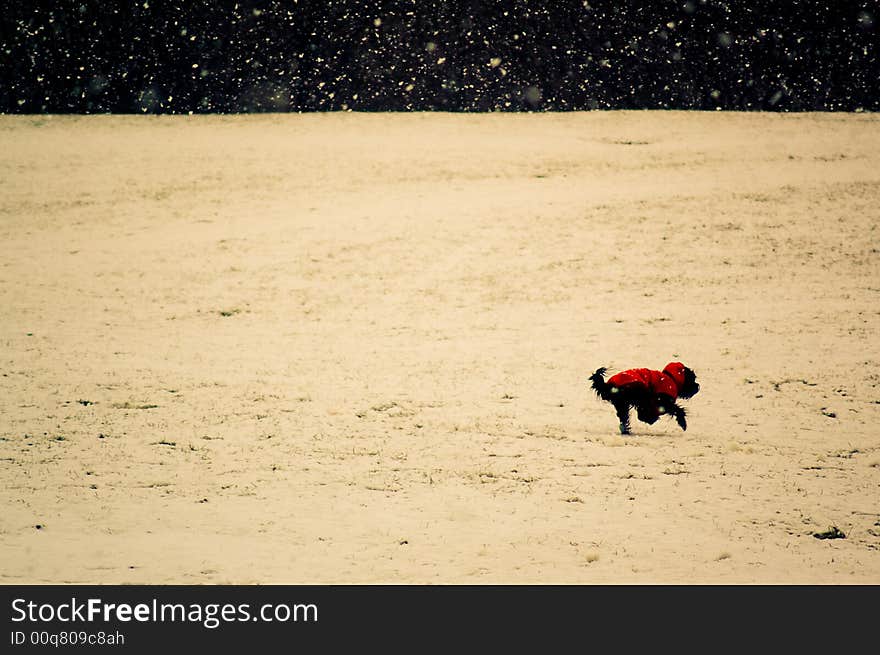 Dog outdoors in winter