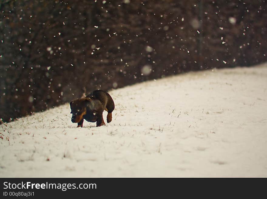 Dog outdoors in winter